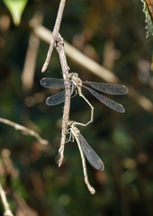 Chalcolestes parvidens