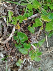 Calystegia soldanella