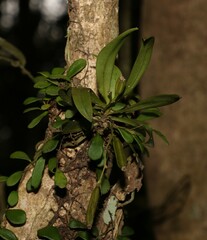 Sarcochilus falcatus