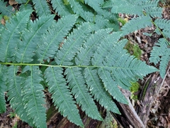 Dryopteris goldieana