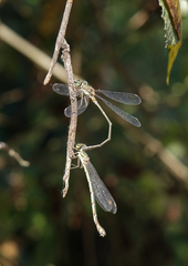 Chalcolestes parvidens