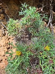 Isopogon ceratophyllus