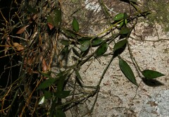 Dendrobium pugioniforme