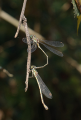 Chalcolestes parvidens