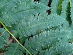 Dryopteris goldieana