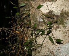 Dendrobium pugioniforme