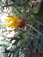 Isopogon ceratophyllus