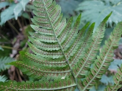 Dryopteris goldieana