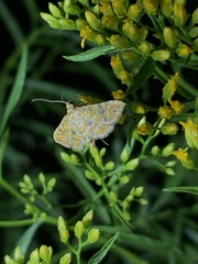 Ommatospila narcaeusalis