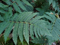 Dryopteris goldieana