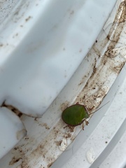 Edessa rufomarginata