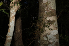 Dendrobium pugioniforme