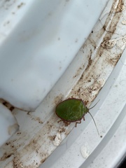 Edessa rufomarginata