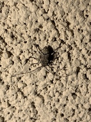 Sternidius mimeticus