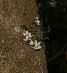 Sarcochilus falcatus