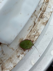 Edessa rufomarginata