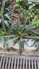 Tradescantia spathacea