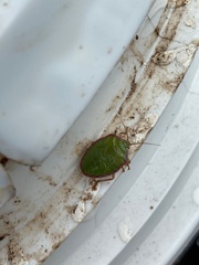 Edessa rufomarginata