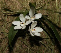 Sarcochilus falcatus