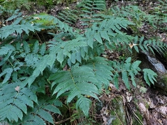 Dryopteris goldieana