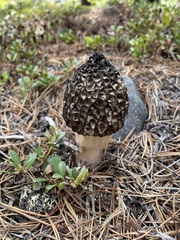 Morchella