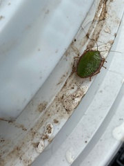 Edessa rufomarginata