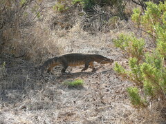 Varanus albigularis microstictus