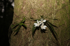 Sarcochilus falcatus