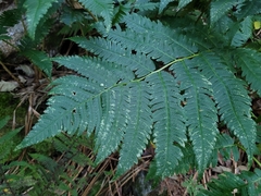 Dryopteris goldieana