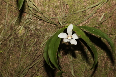 Sarcochilus falcatus