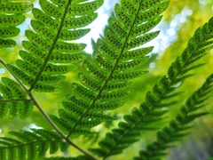 Dryopteris goldieana