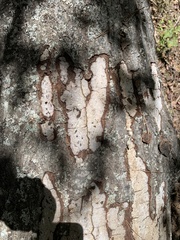 Corticiales