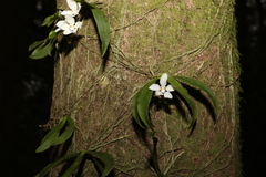 Sarcochilus falcatus