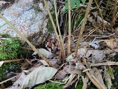 Dryopteris goldieana