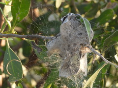 Stegodyphus dumicola