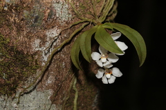 Sarcochilus falcatus
