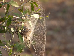 Stegodyphus dumicola