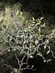 Celtis pallida
