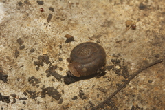 Polygyra