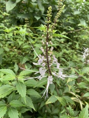 Orthosiphon aristatus