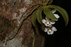 Sarcochilus falcatus