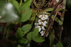 Sarcochilus falcatus