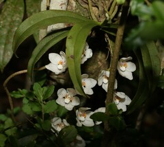 Sarcochilus falcatus
