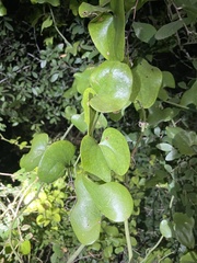 Cocculus carolinus