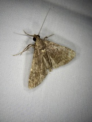 Hydrillodes lentalis