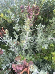 Salvia aurea