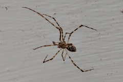 Cryptachaea gigantipes
