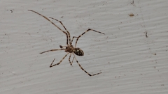 Cryptachaea gigantipes