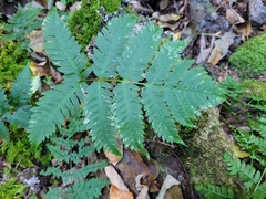 Dryopteris goldieana