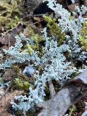 Cladonia furcata